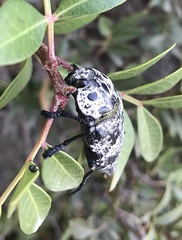 Capnodis