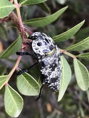 Capnodis