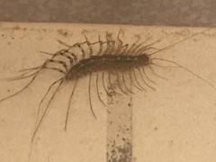Scutigera coleoptrata
