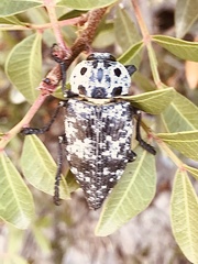 Capnodis