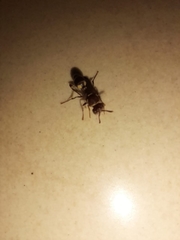 Polistinae