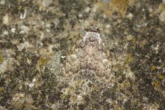 Meganola strigula
