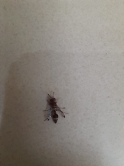 Polistinae