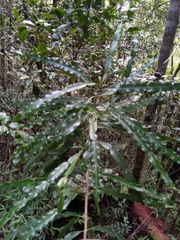 Phyllarthron bojeranum