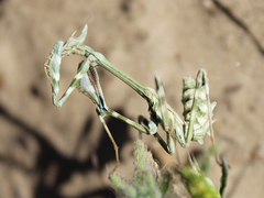 Empusa pennicornis