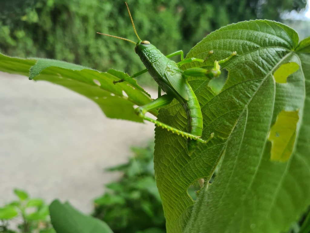 Grasshoppers Crickets And Katydids From Bayabas Sablan Benguet