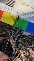 Pterostylis dolichochila