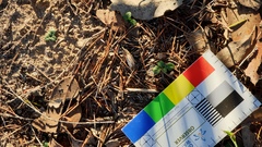 Pterostylis dolichochila