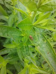 Galerucella calmariensis