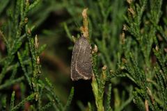 Caradrina flavirena