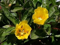 Ludwigia peploides