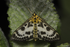 Anania hortulata