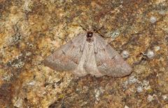 Adalbertia castiliaria