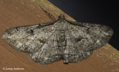 Peribatodes rhomboidaria