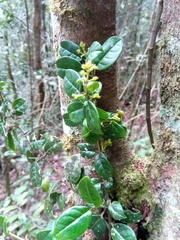 Danais microcarpa image