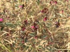 Indigofera monophylla