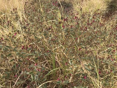 Indigofera monophylla