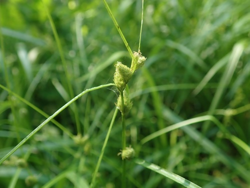 Carex planata iNat (1)