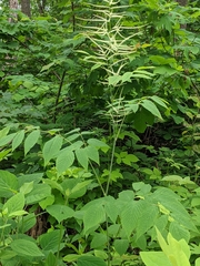 Aruncus