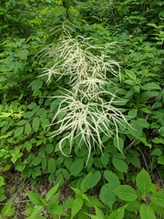 Aruncus