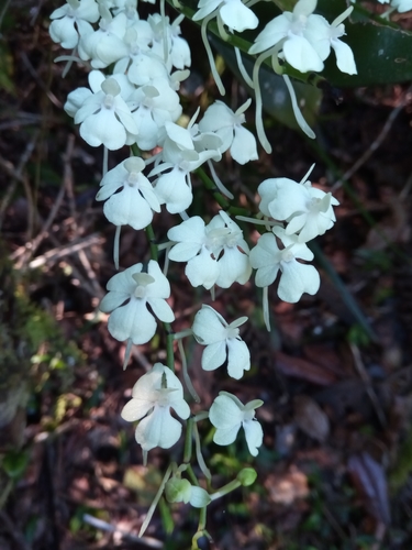 Aerangis citrata