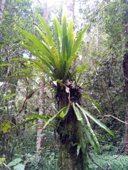 Thamnopteris