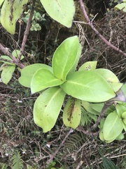 Kadua