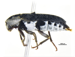 Dermestes maculatus