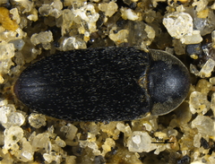 Dermestes maculatus
