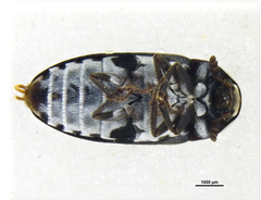 Dermestes maculatus
