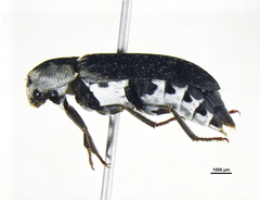 Dermestes maculatus