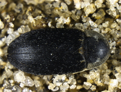 Dermestes maculatus