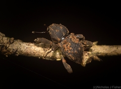 Methidrysis afflicta