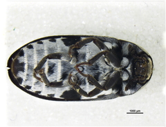 Dermestes maculatus