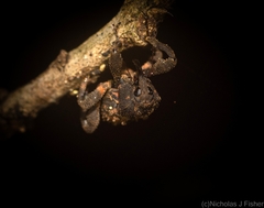 Methidrysis afflicta