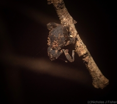 Methidrysis afflicta