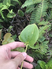 Smilax melastomifolia