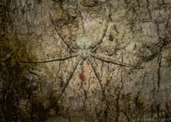 Tamopsis tweedensis