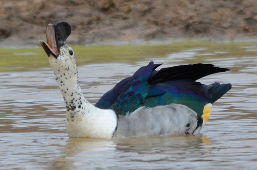 Knob-billed Duck