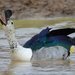 Knob-billed Duck - Photo (c) copper, some rights reserved (CC BY-NC), uploaded by copper