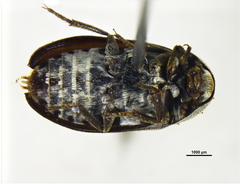 Dermestes maculatus