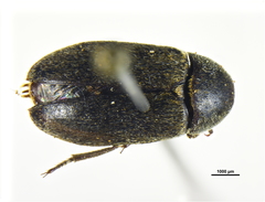 Dermestes maculatus