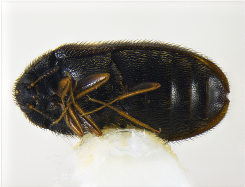 Undertaker Carpet Beetle