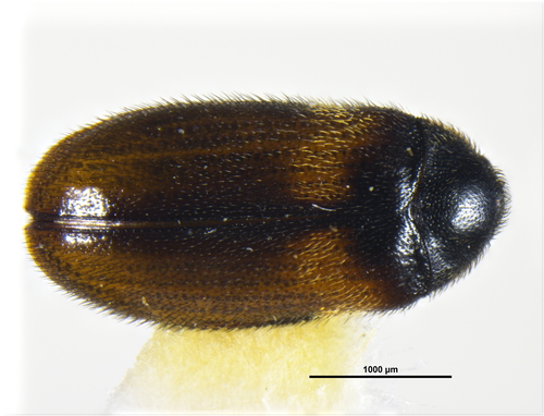 Photo of Undertaker Carpet Beetle (Reesa vespulae)