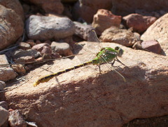 Erpetogomphus crotalinus