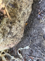Prenolepis imparis