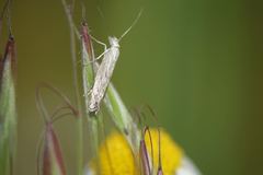 Isophrictis striatella