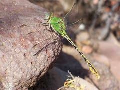 Erpetogomphus crotalinus
