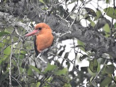 Pelargopsis amauroptera