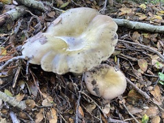 Russula ionochlora